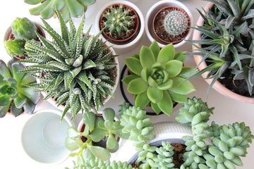 Growing Succulents--3 Steps to Success - Amani Soaps