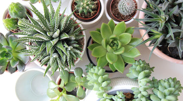 Growing Succulents--3 Steps to Success